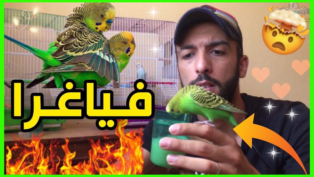 أقوى محفز لتزاوج طيور البادجي 🔥 خيسوس يستعمل المنشطات 😱