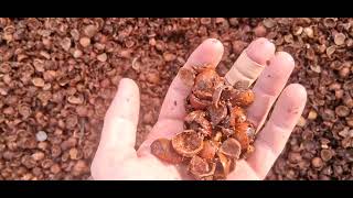 Ground Up Hazelnut Shell Perfect For Garden Applications 👌 