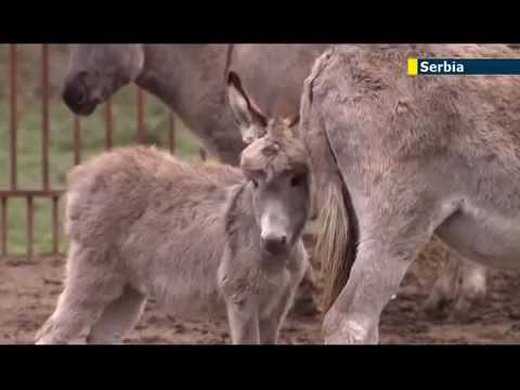 El Queso mas caro del mundo se fabrica en Serbia