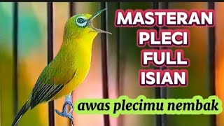 Masteran Pleci dakun jatim & Pancingan pleci agar buka paruh !! Terapi Ampuh bikin pleci Gacor