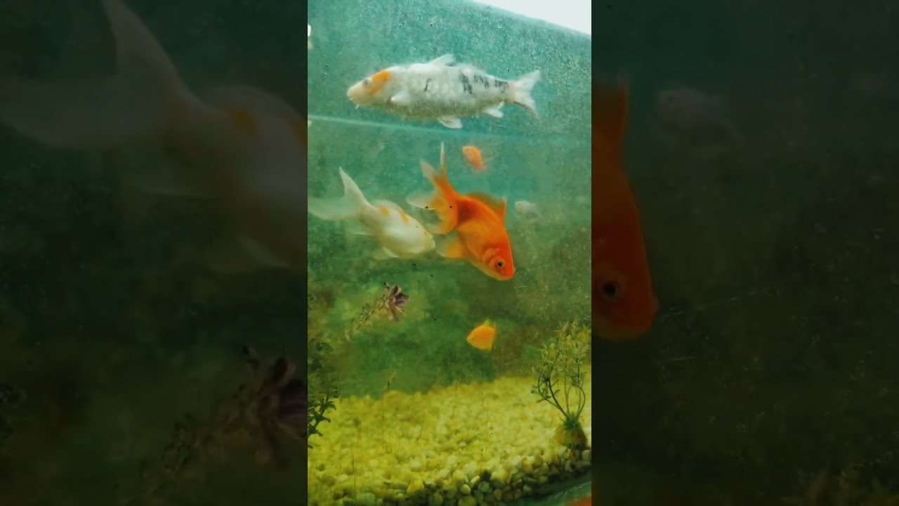 #youtubeshorts #colourfulfishes #aquariumfish #beauty #subscribers #supportlocal #songstatus