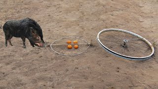 Amazing Quick Wild Trap Using Old Bicycle Wheel Snare Trap