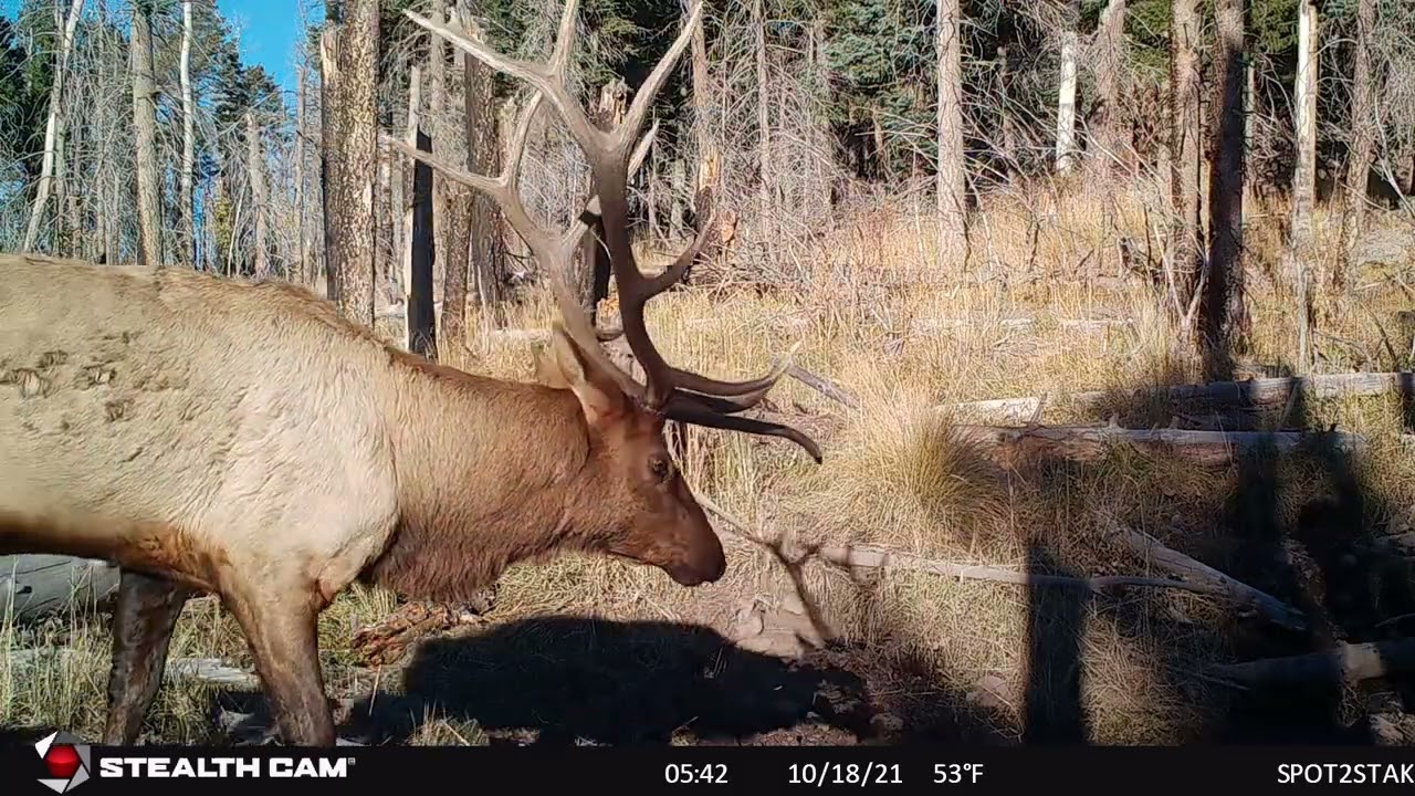 Months Alone in the New Mexico Wilderness — What My Trail Cam Captured Will Amaze You