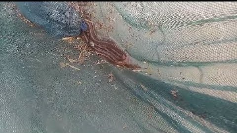 Đặt ủ lươn mùa nước nổi.trúng ổ lươn to.p3.cuộc sống miền tây #lamnguyenvolg#