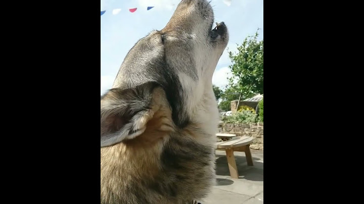 волк звучит 🐺