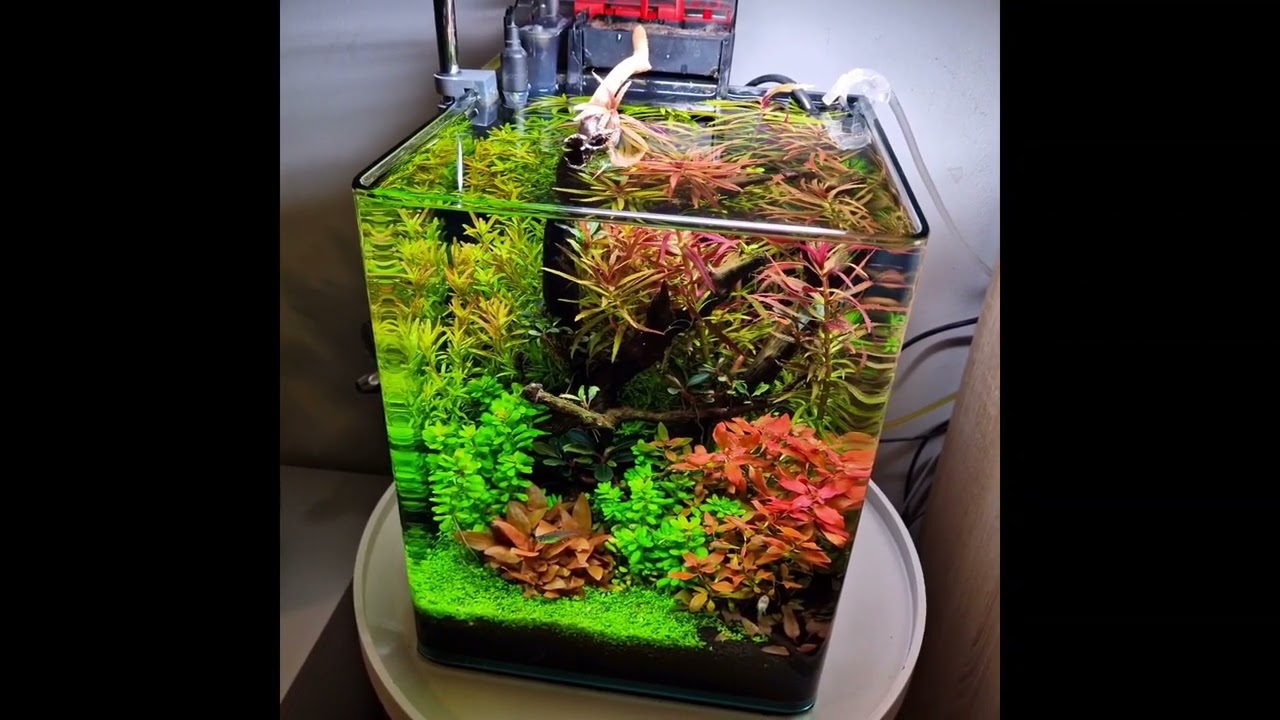 New video with my 20l nano cube