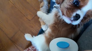 Vanilla, the Cavalier King Charles puppy, excited about brushing. Her mom tries to do it unnoticed