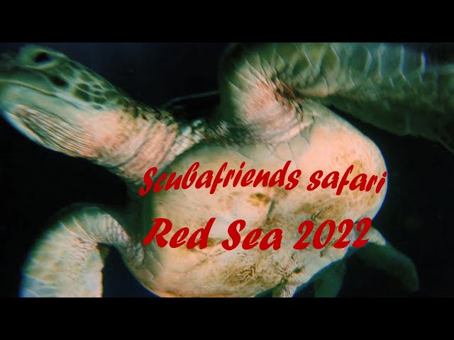 Scubafriends safari Red Sea 2022