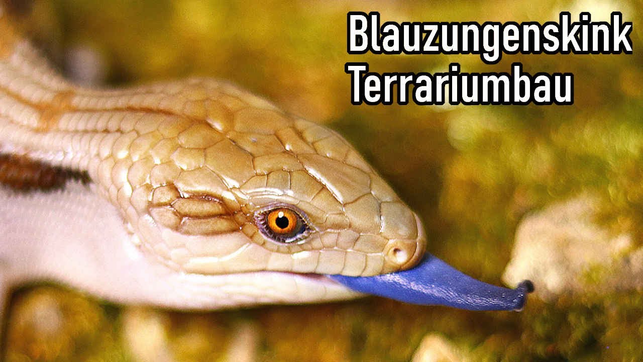 Blauzungenskink Terrariumbau || akinapets - YouTube