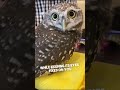 How Owl Rotate Their Heads Without Injury