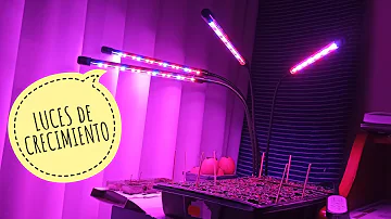 ¿Cuántas horas de luz LED para semilleros?