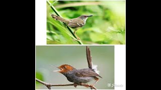 Masteran suara burung ciblek dan prenjak...