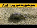 An antlion cone death trap  the animal globe