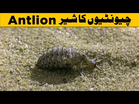 An Antlion Cone