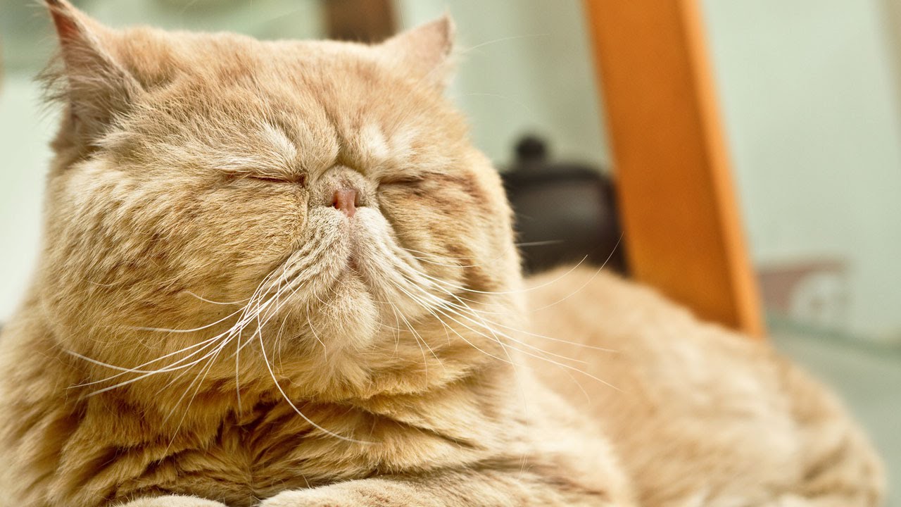 reptile care app How To Set Up A Cat Litter Box