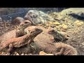 テイラーカワリアガマの日常