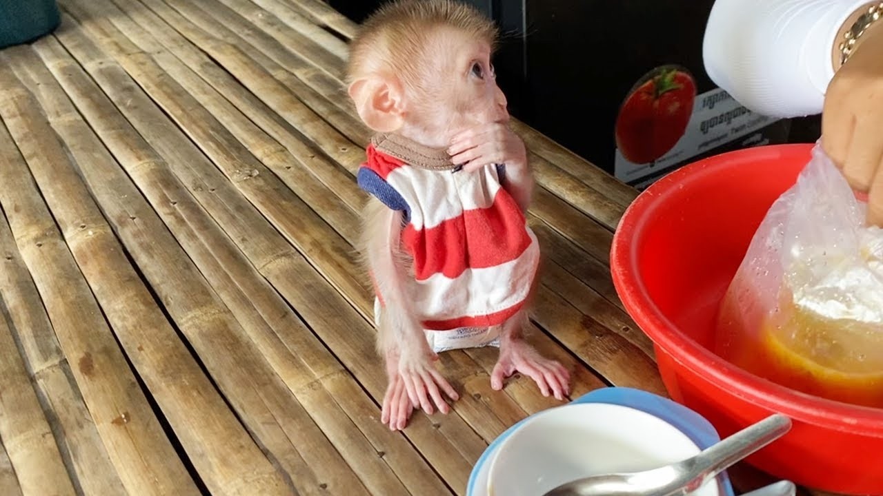 Appealing Baby Dorn Sit Calmly Stare Mom Feeding Dessert Him