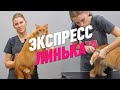 ЭКСПРЕСС ЛИНЬКА / ГРУМИНГ КОТА