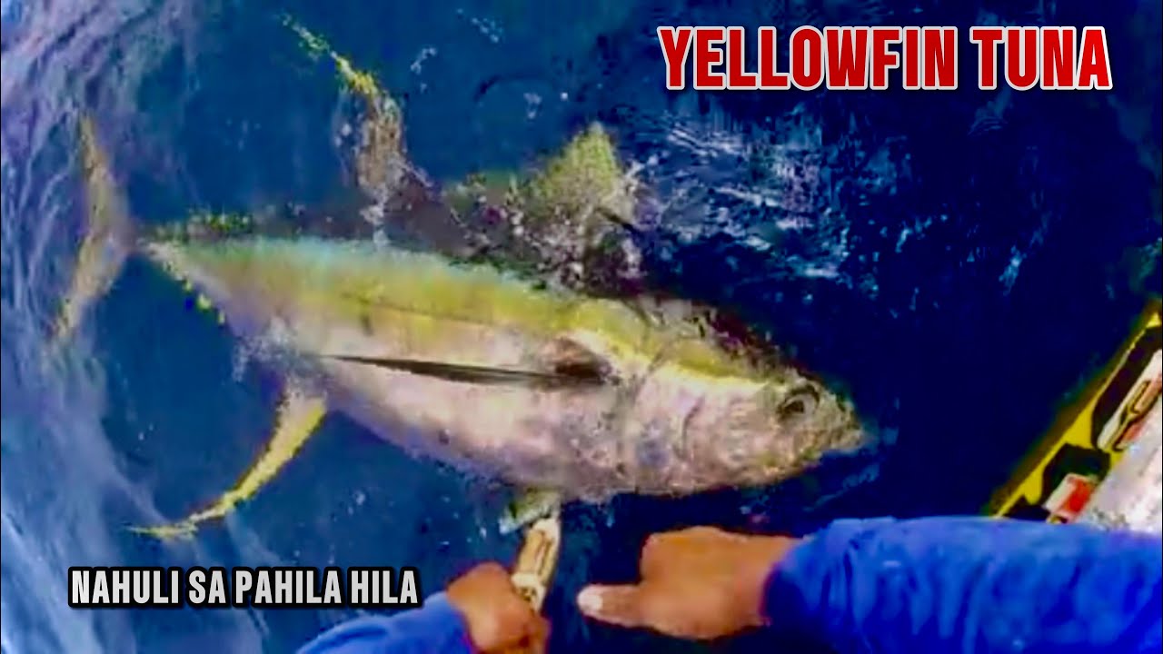 AMAZING🔥STONGEST GIANT YELLOWFIN TUNA FISHING SKILL - AMAZING TRADITIONAL HANDLINE FISHING