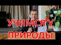 Природа всему учит, только мы этого не делаем