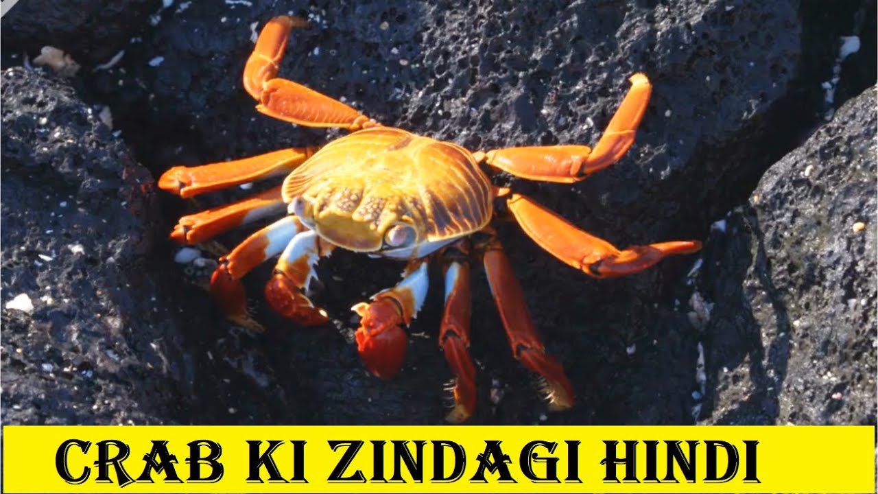 crab crab life in hindi jungle ki zindagi YouTube