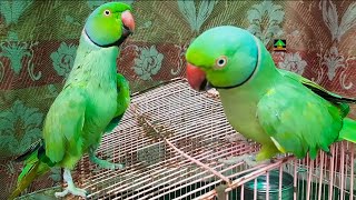 My Talking And Funny Parrots So Cute Moments