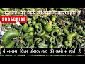 Boron deficiency in cucumber farming (खीरा को टेडे-मेड़े होने से कैसे रोके 💯#farming #agriculture 