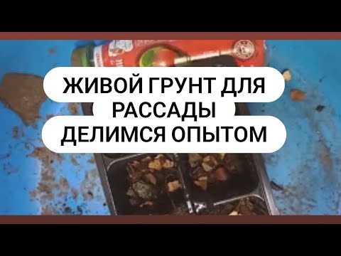 Живой Грунт для рассады Рассада без болезней делимся опытом