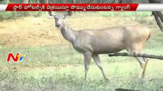 Wild Animals Hunting Halchul In Nizamabad District | Hunters Killing Animals At Night | NTV