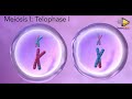 The process of meiosis explained in just 3minutes thundereduc  grade 12 life sciences made simple