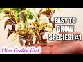 Orchid Species for beginners (easy to care for!) #1 - Aeranthes, Dendrobium & more!