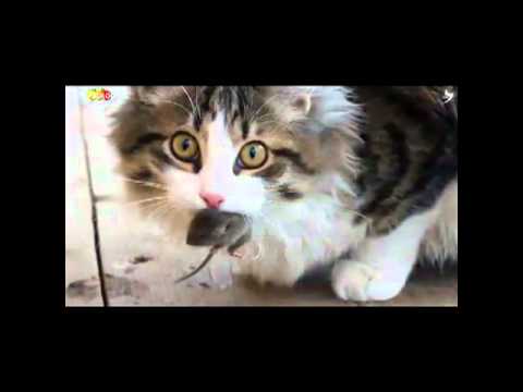 Die 5 Biologischen Naturgesetze by David Münnich - YouTube