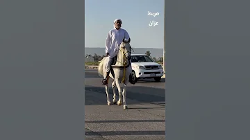 مربط عزان نجران ال بشر يام الخيل العربيه تمرين الصباح 