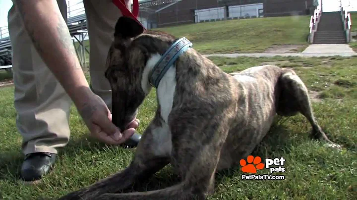 Prisoners paired with Greyhounds
