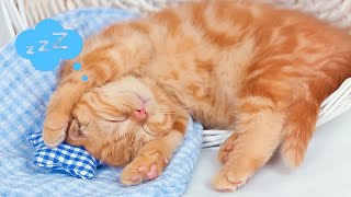 MUSICOTERAPIA Para GATOs Inquietos O Nerviosos 🐱 MÚSICA para DORMIR RELAJAR a GATOS en 5 MINUTOS