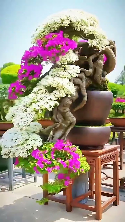 Inspirasi Sore, Bonsai obat awet muda😍#bonsai #bonsaitree #subcribe #hiburansegar #subcribemychannel
