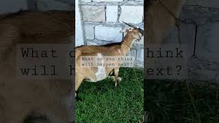 #goat #trend #goatfarming #goats #trend #trending #shorts #reels #titktokviral #rabbits #rabbits