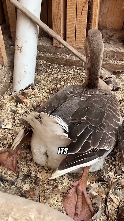 Goose lays eggs with difficulty #animals #goose #shorts