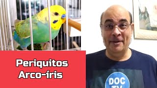 Periquito Arcoíris é um BARATO, mas tem seu custo!   #periquito #criarpassaros #exóticos