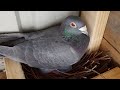 2020 Racing Pigeon Breeding