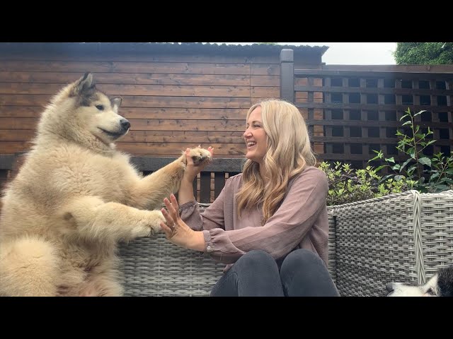 Pupdate! The Results Are In! Alopecia X In A Giant Alaskan Malamute