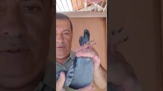 PT 4032817 24