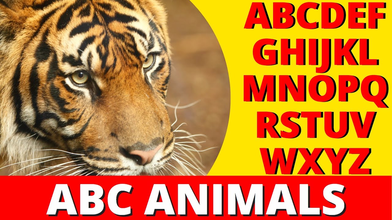 ABC ANIMALS For Children Learn ABC With Animals For Kids ABC ANIMALS For Children Learn ABC With Animals For Kids
