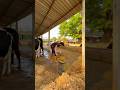 PLEASE SUBSCRIBE ME🔥✅#cow #farming #baffalo #shortvideo #youtubevideo #explore
