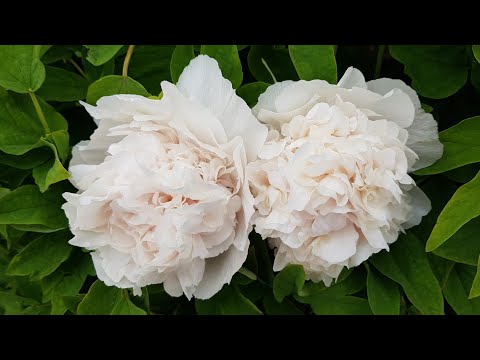 Video: Tree Peony. Mga Karamdaman