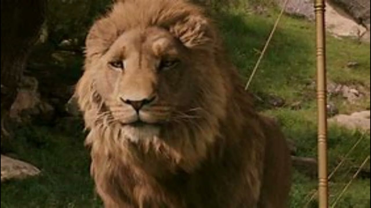 Fan Casting Liam Neeson as Aslan in The Chronicles of Narnia (Upcoming  Netflix Adaptations) on myCast