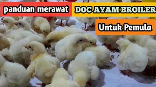 23 1 Guide to Caring for Broiler Chicken DOCs for Beginners