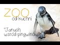ZOO od kuchni odc 8 Janush wśród pingwinów