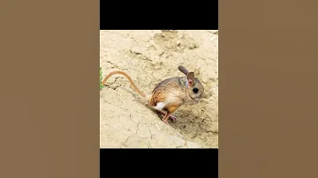 Большой Тушканчик