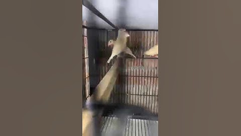 #java sparrow#beautiful# watch more video on my utube channel#birds paradise valley#Like and share#